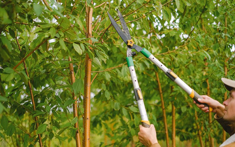Tree trimming in Eagleville, TN